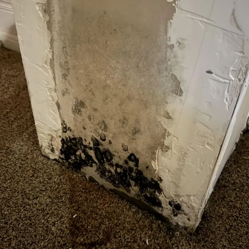 Professional Mold Removal in Salem, WV